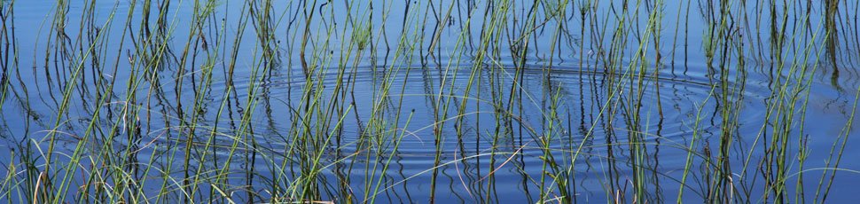 Linking ecology, hydrology & climate change